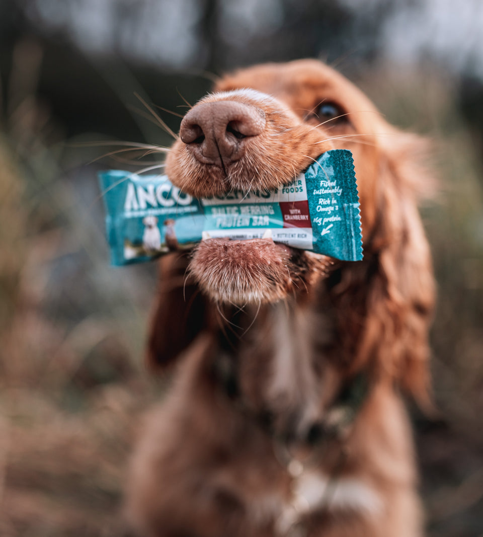 Oceans + Baltic Herring Protein Bars