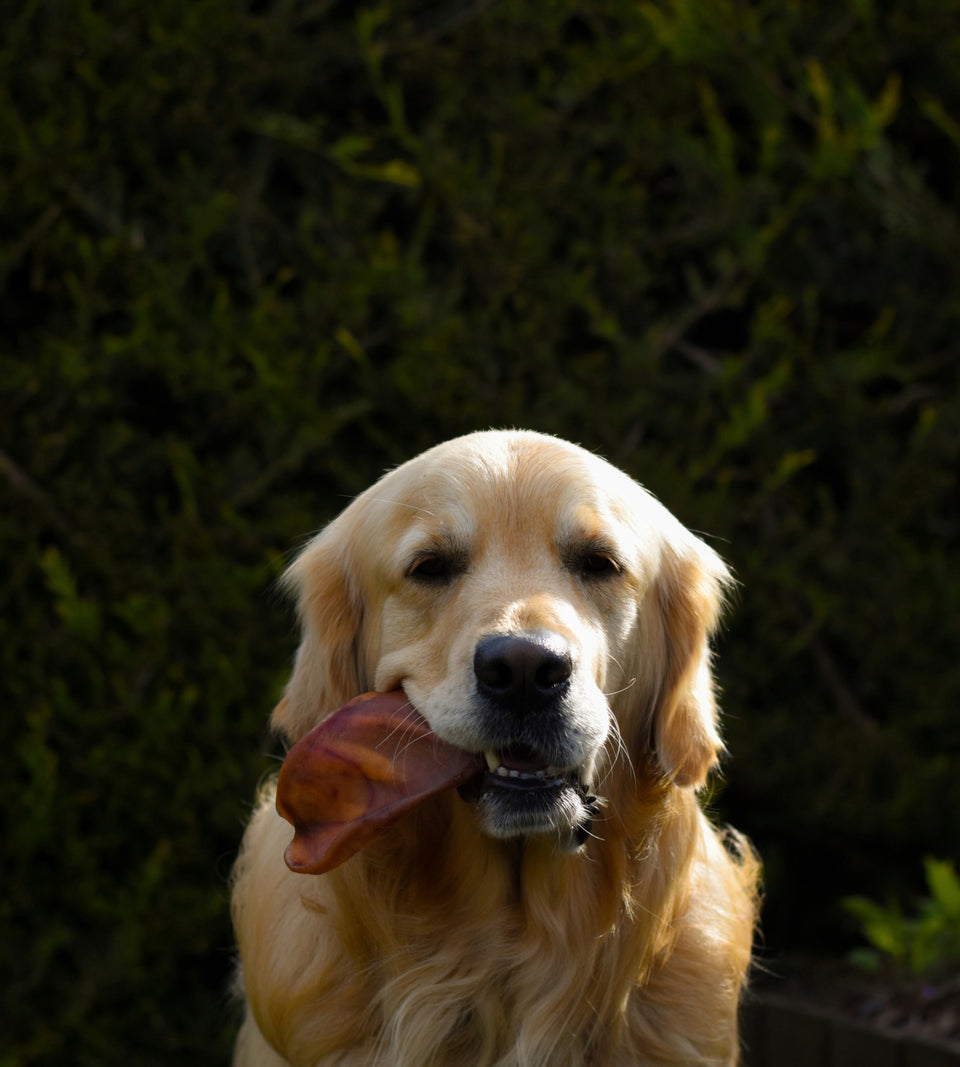 Pigs Ear
