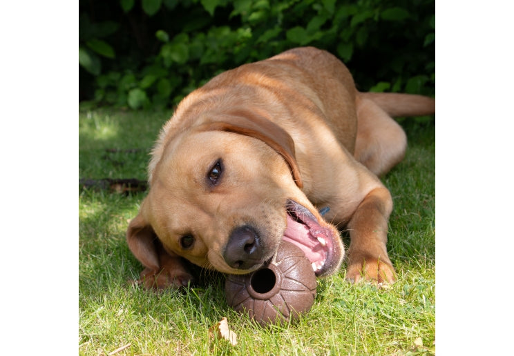 Acorn interactive treat toy