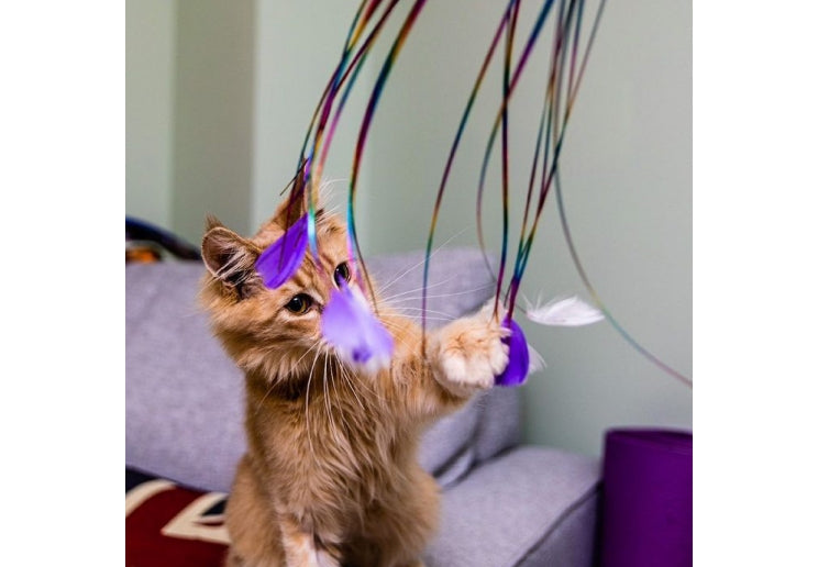 Rainbow feather cat teaser