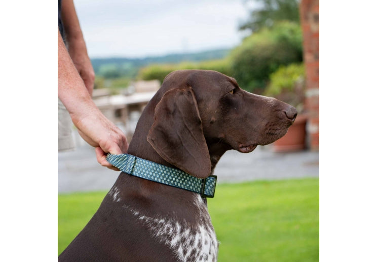 Extreme Large heavy duty collar