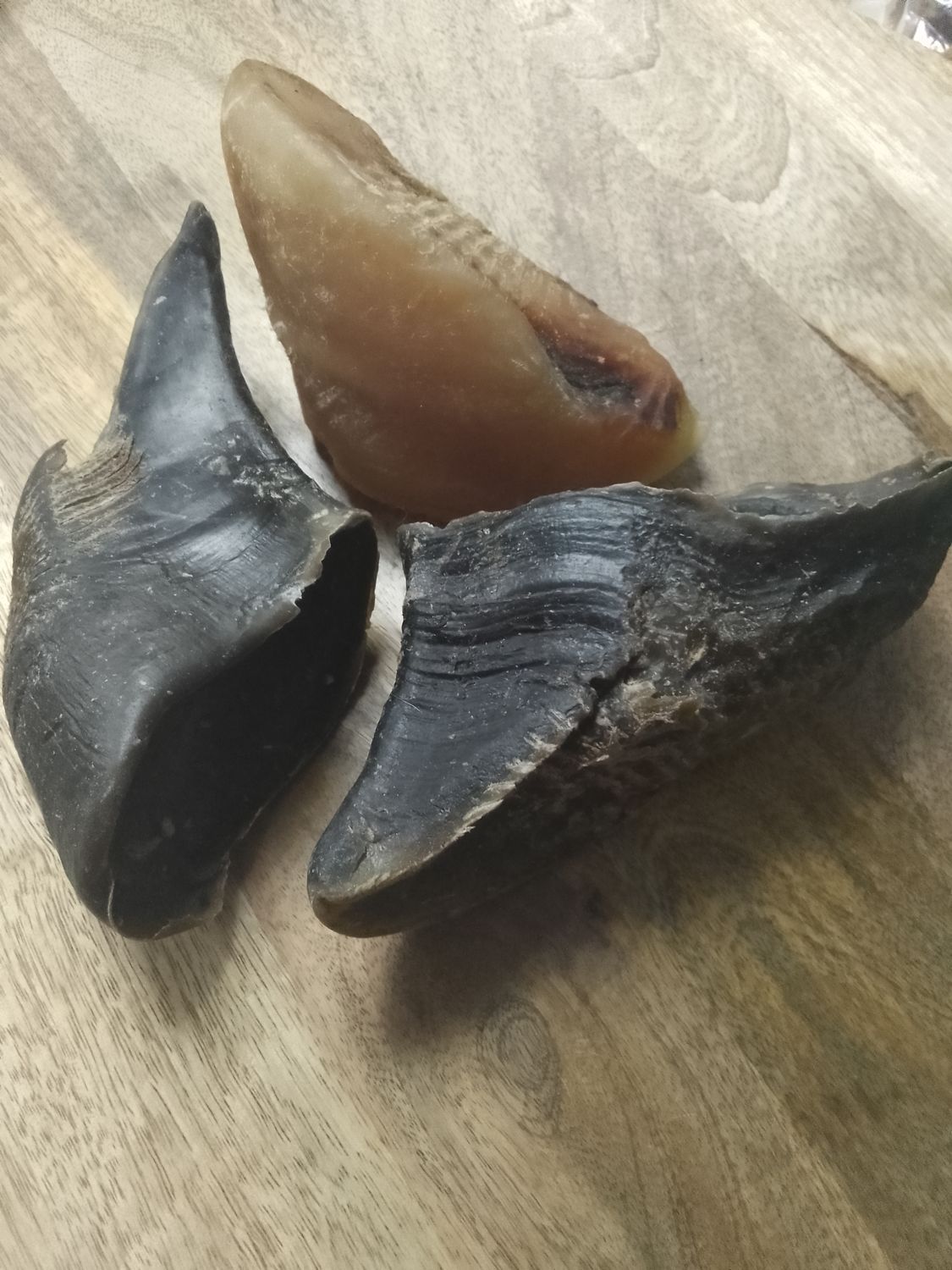 Cow Hoof