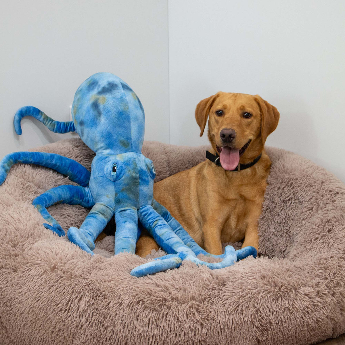 Phil The Giant Kraken