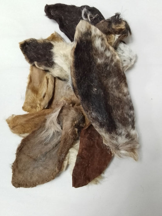 Lamb ears Hairy