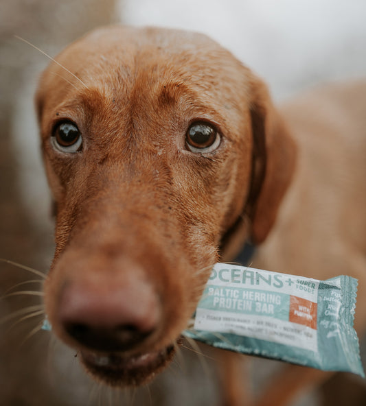 Oceans + Baltic Herring Protein Bars