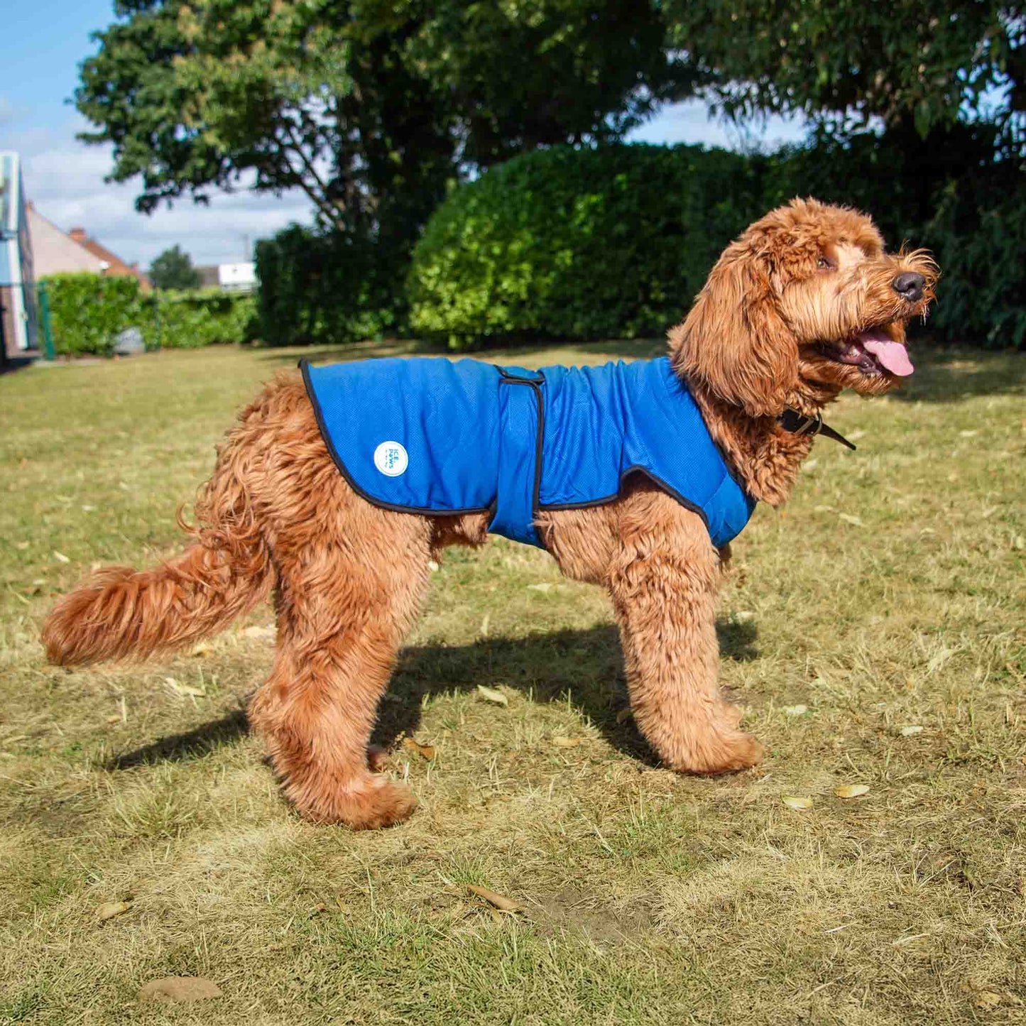 Ice Paws Cooling Jacket