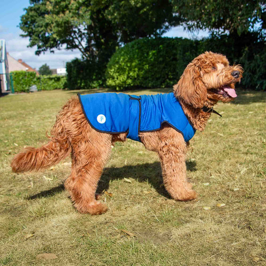 Ice Paws Cooling Jacket