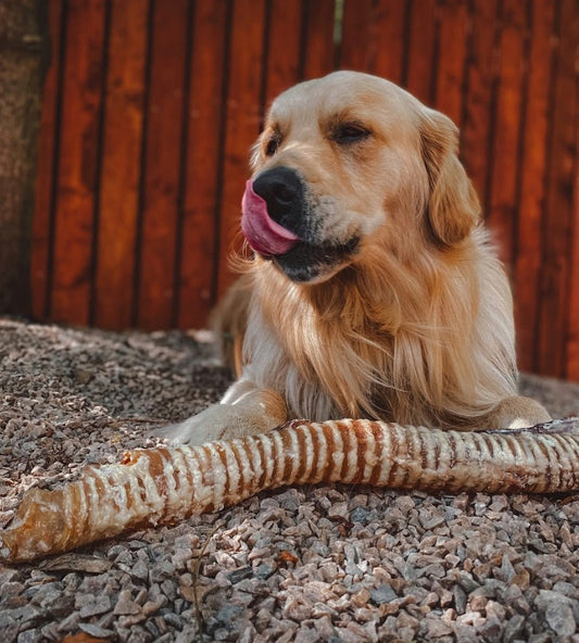 Giant Bully Tube / Giant beef Trachea