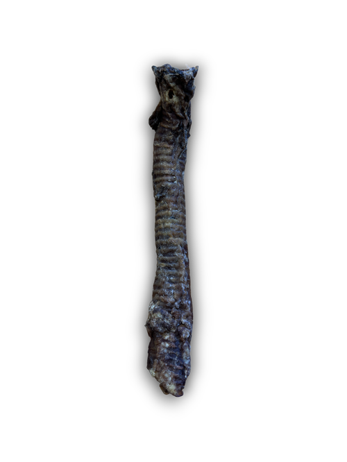 Goat Trachea / Tubes