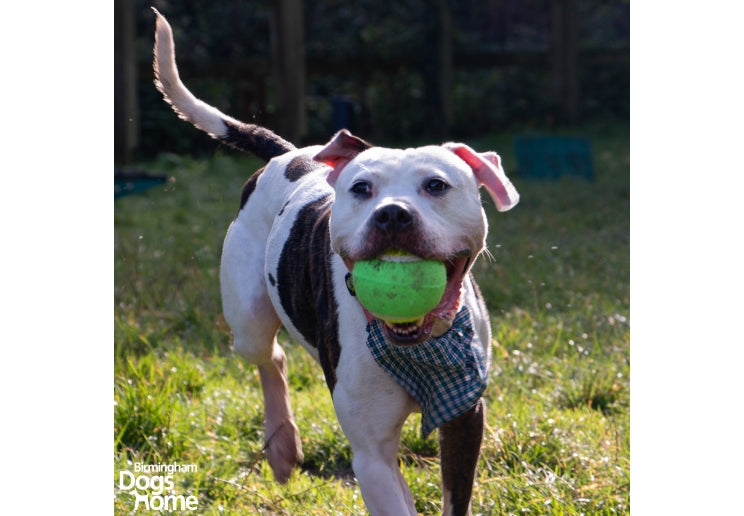 Mega Tennis Ball
