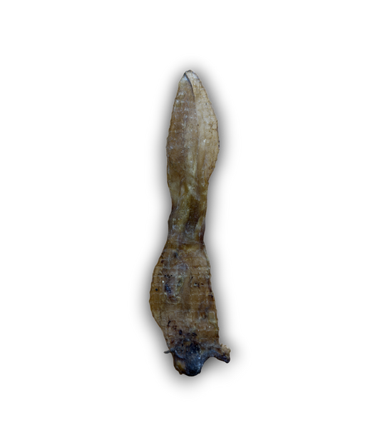 Rabbit ear plain
