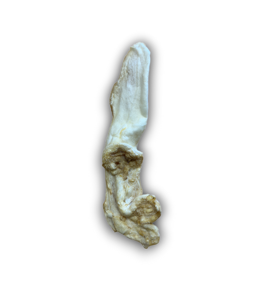 Rabbit Ears Puffed